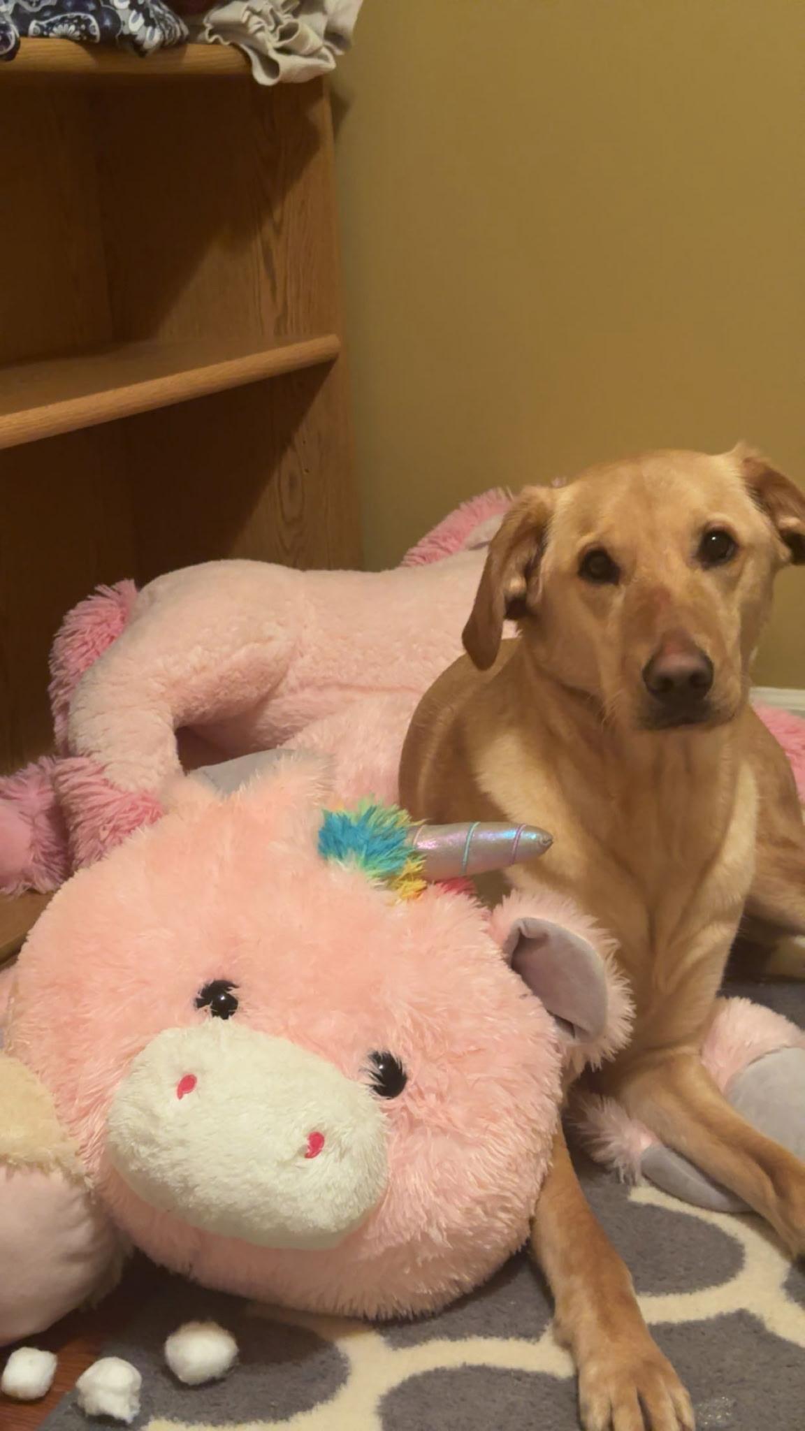 Enlarge Raleigh, a other mixed breed in Sherman, CT image 2/5