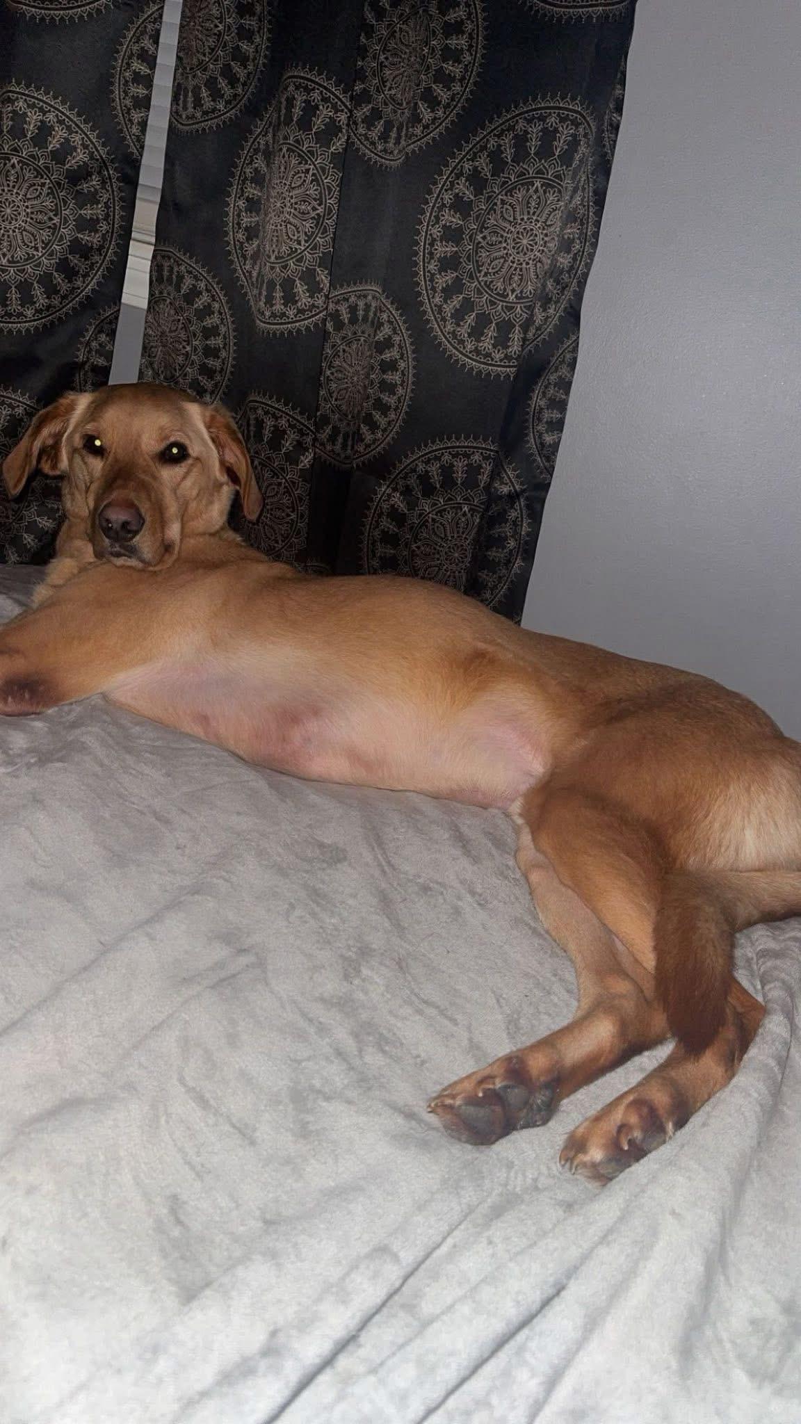 Enlarge Raleigh, a other mixed breed in Sherman, CT image 5/5