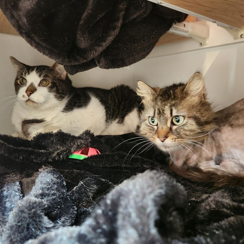 Meeko, Adoptable, Adult Female Domestic Long Hair.