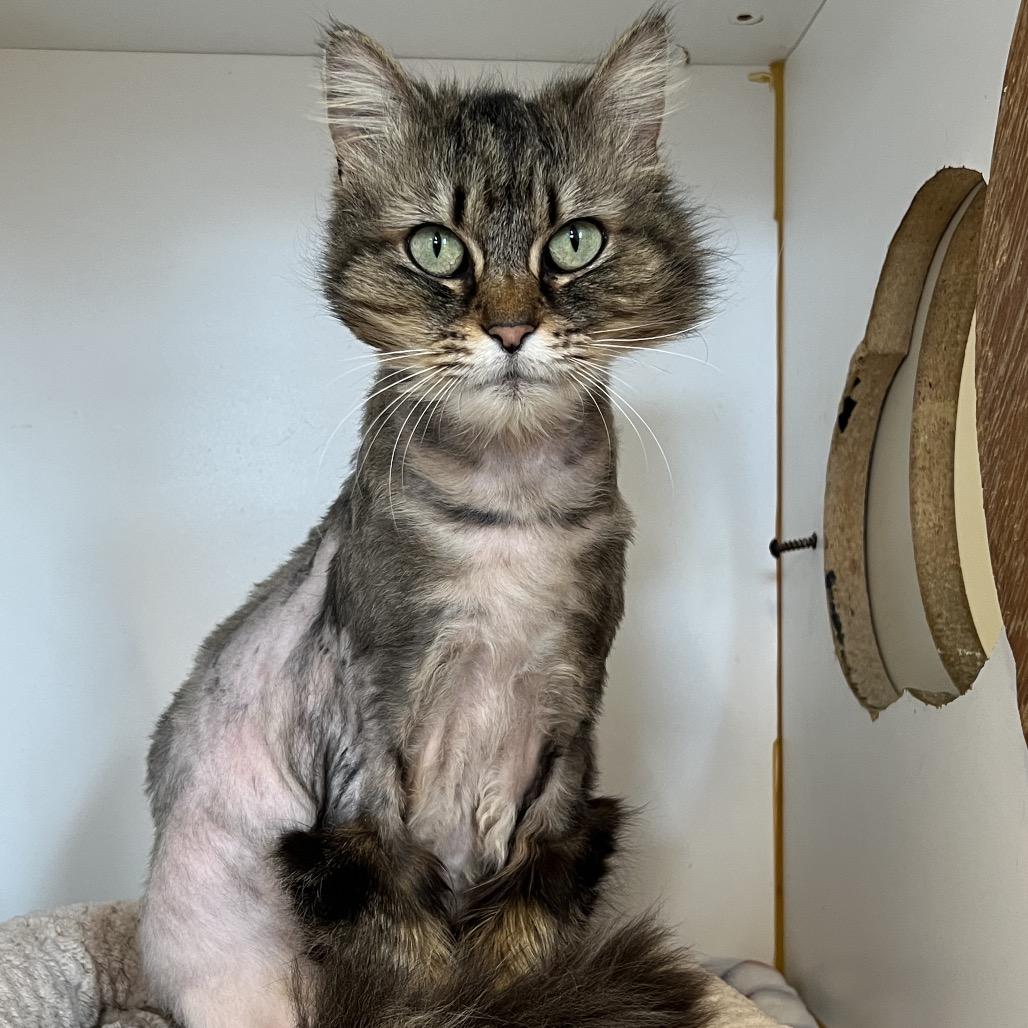 Enlarge Meeko, a Adoptable Domestic Long Hair in Delaware, OH image 3/6