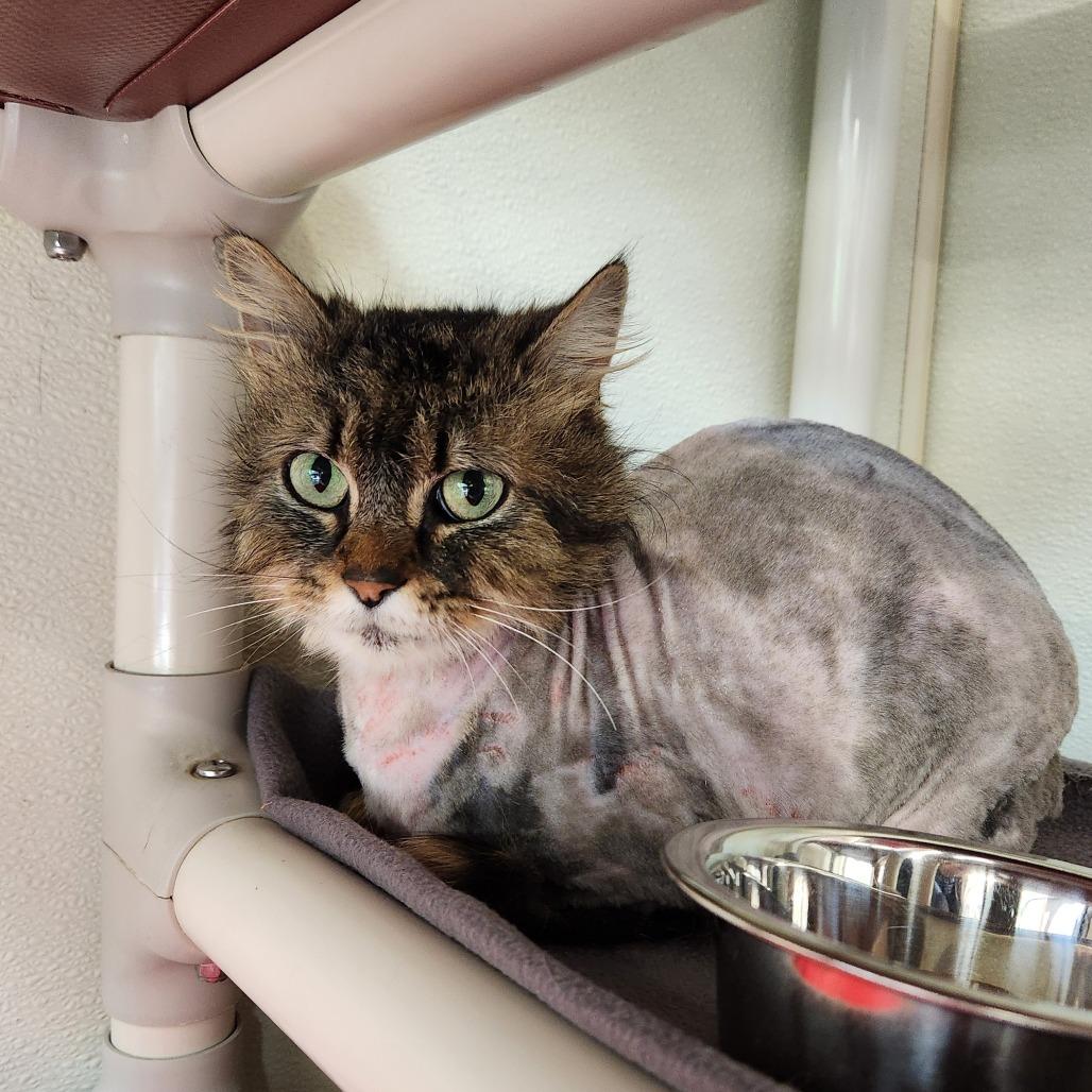 Enlarge Meeko, a Adoptable Domestic Long Hair in Delaware, OH image 4/6