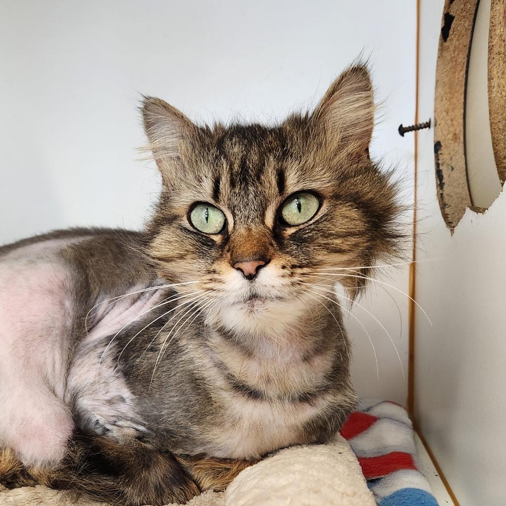 Enlarge Meeko, a Adoptable Domestic Long Hair in Delaware, OH image 5/6