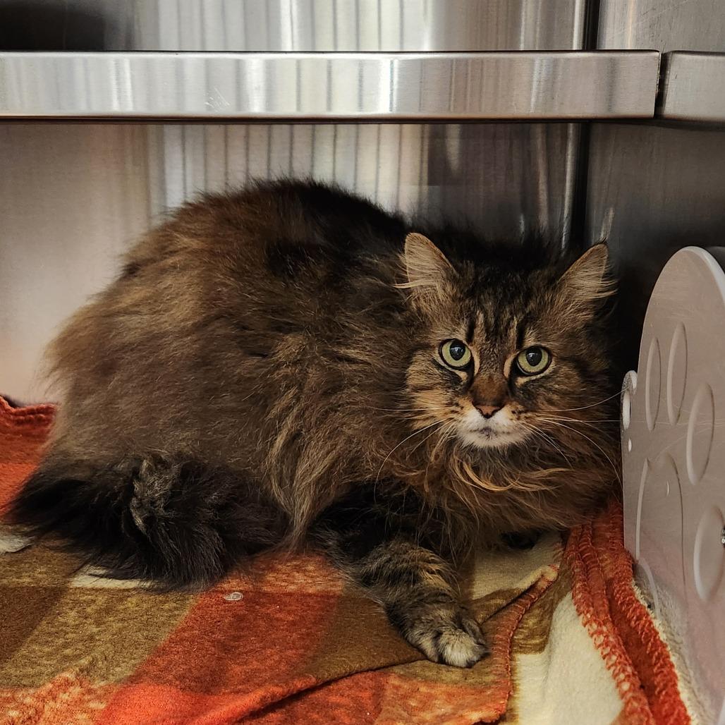 Enlarge Meeko, a Adoptable Domestic Long Hair in Delaware, OH image 6/6