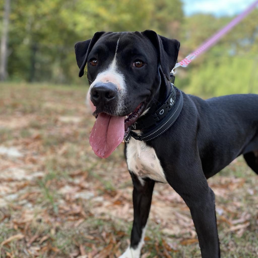 Minnie, a Adoptable mixed breed in Peachtree City, GA image 1/3