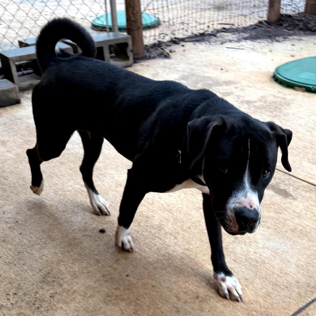 Enlarge Minnie, a Adoptable mixed breed in Peachtree City, GA image 3/6