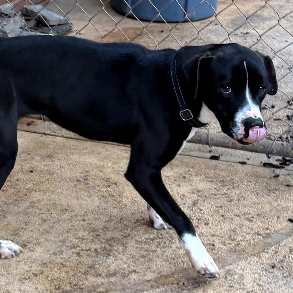 Enlarge Minnie, a Adoptable mixed breed in Peachtree City, GA image 4/6