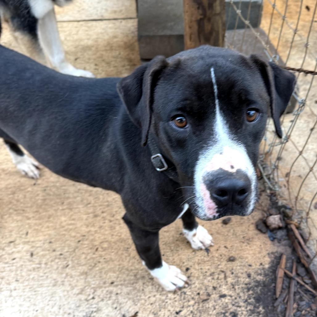 Enlarge Minnie, a Adoptable mixed breed in Peachtree City, GA image 5/6