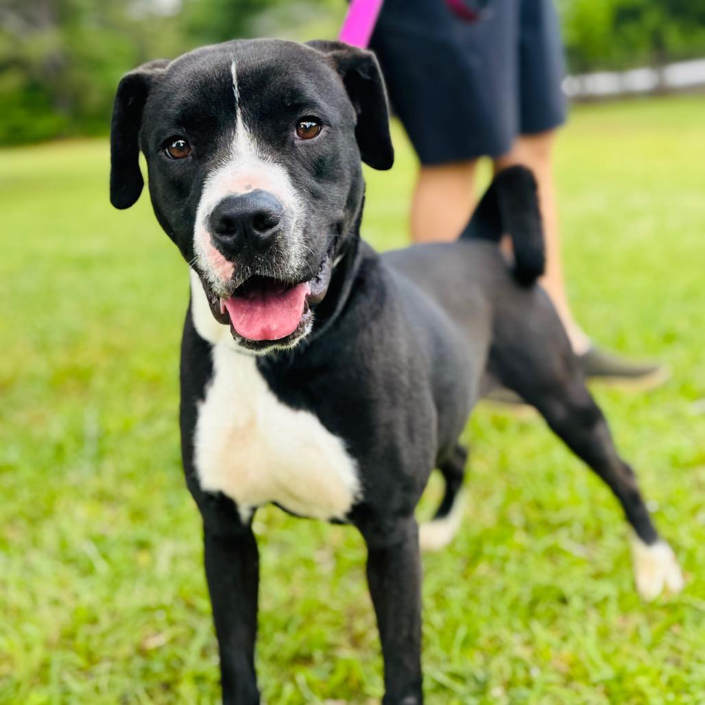 Minnie, a Adoptable mixed breed in Peachtree City, GA image 3/3