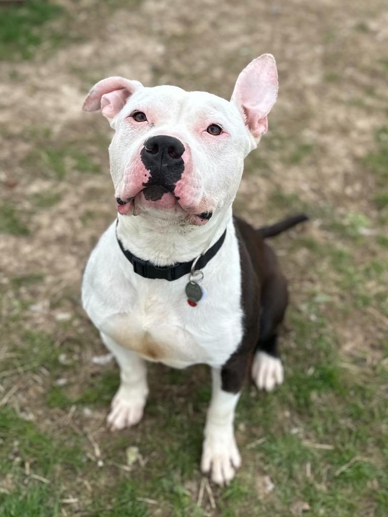 Sampson