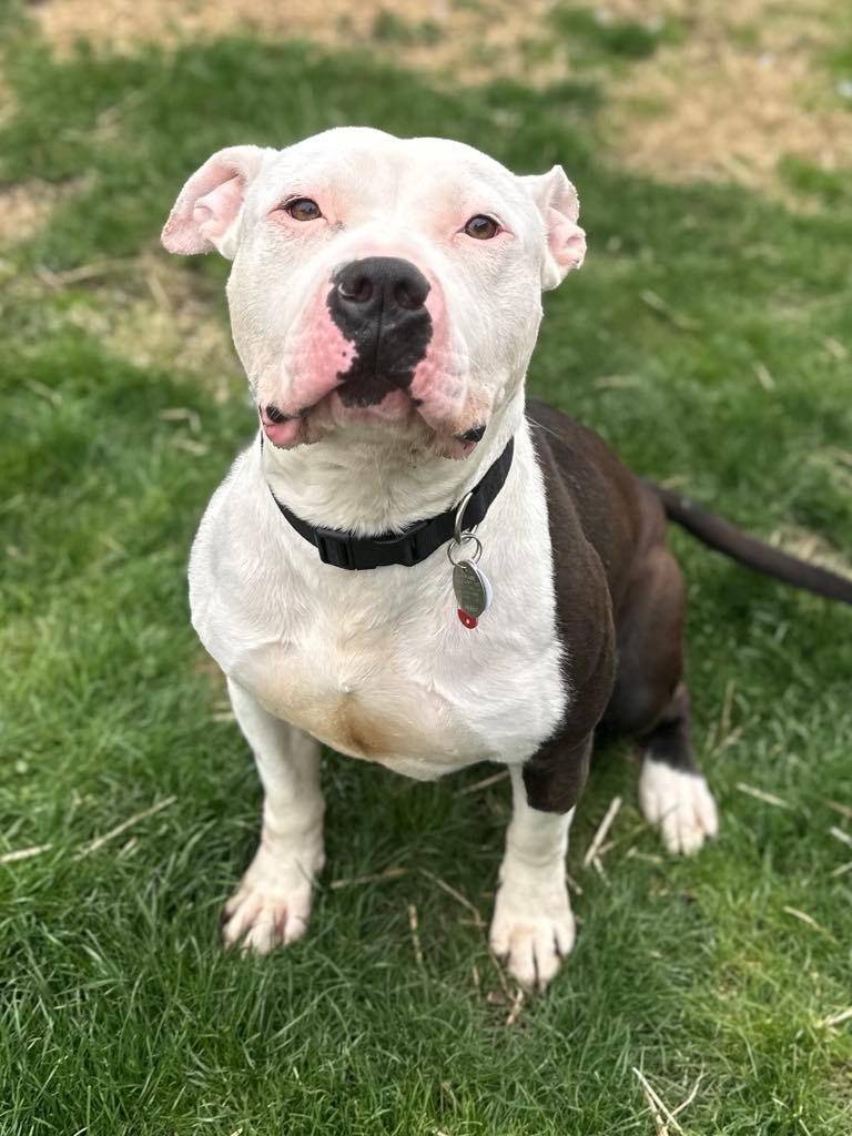 Sampson, Adult Male unknown