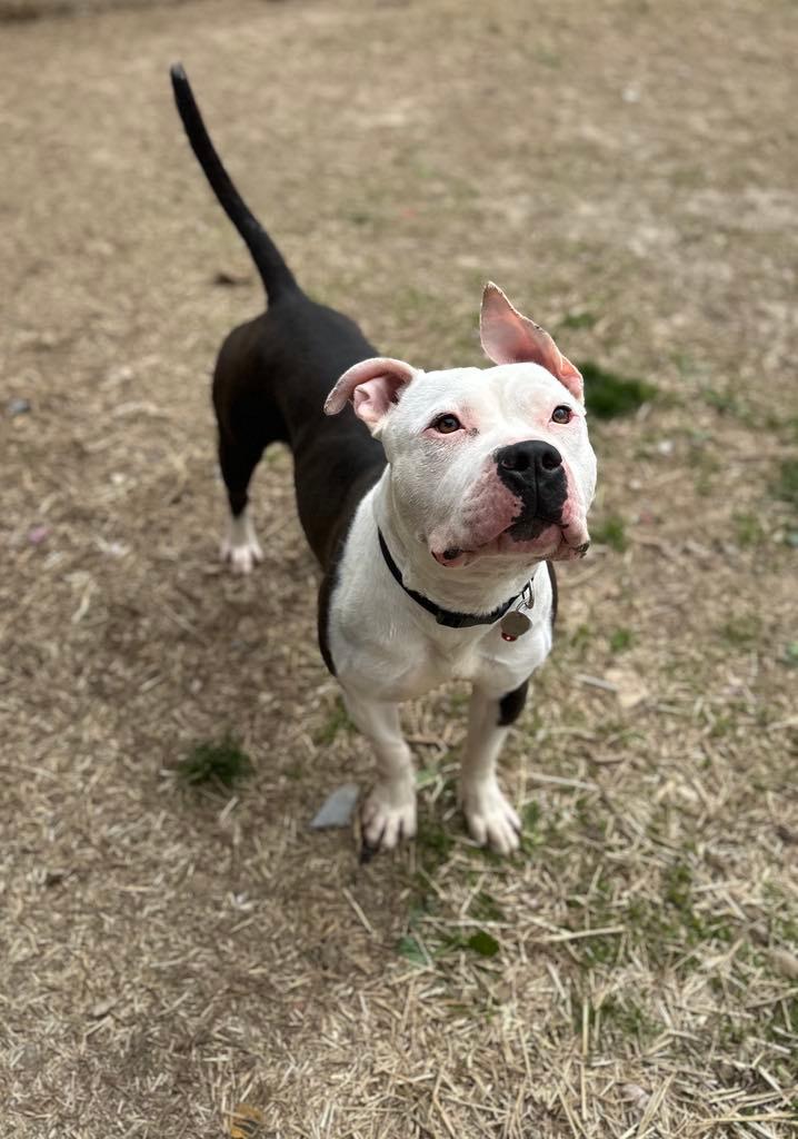Sampson