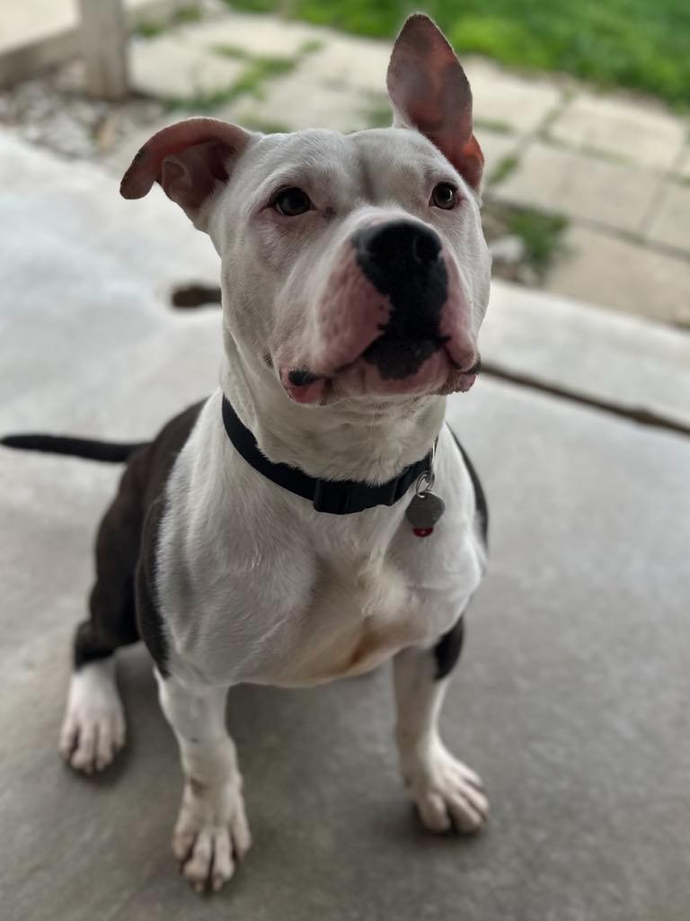 Sampson