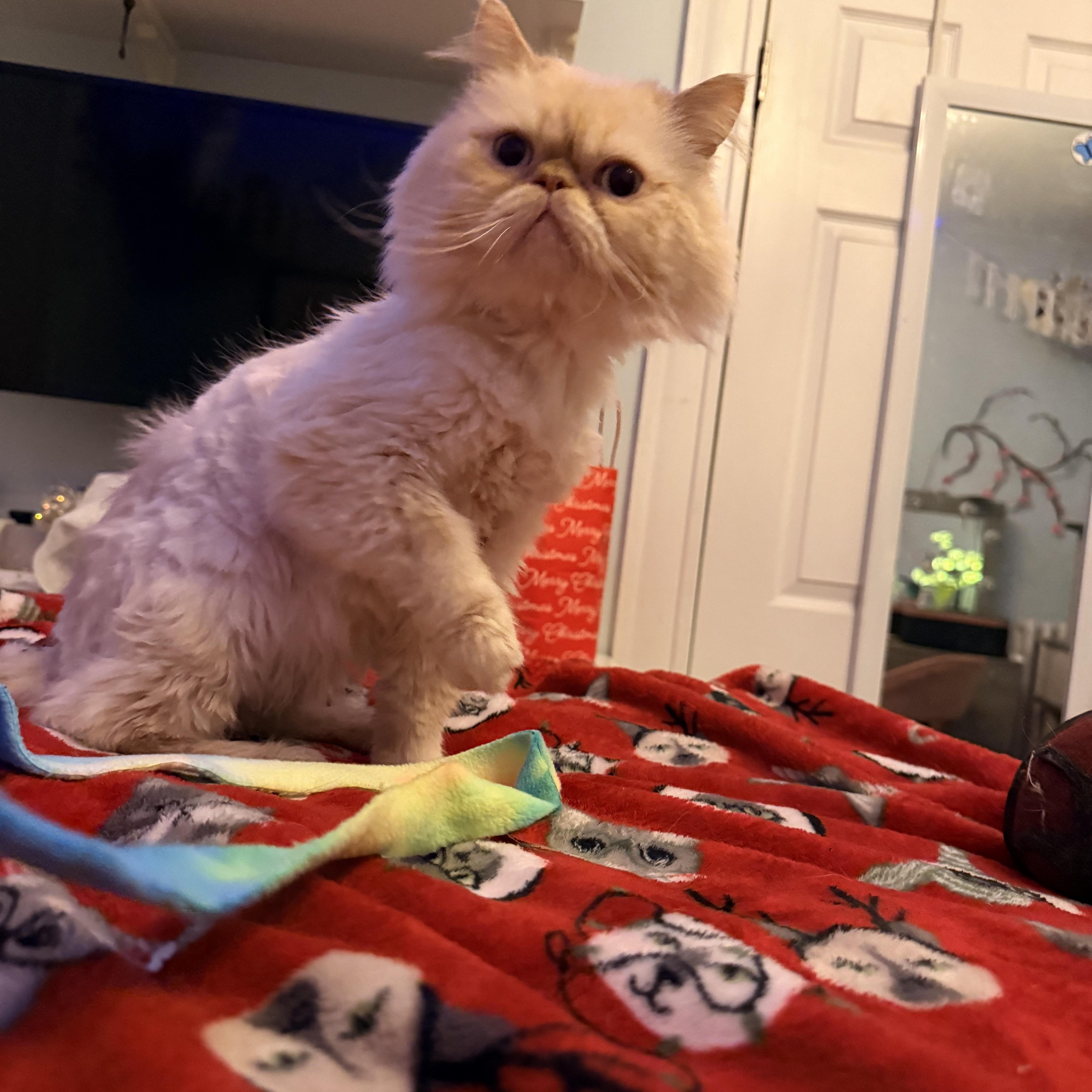 Enlarge Nimbus, an adopted Himalayan in Medford, MA image 2/5