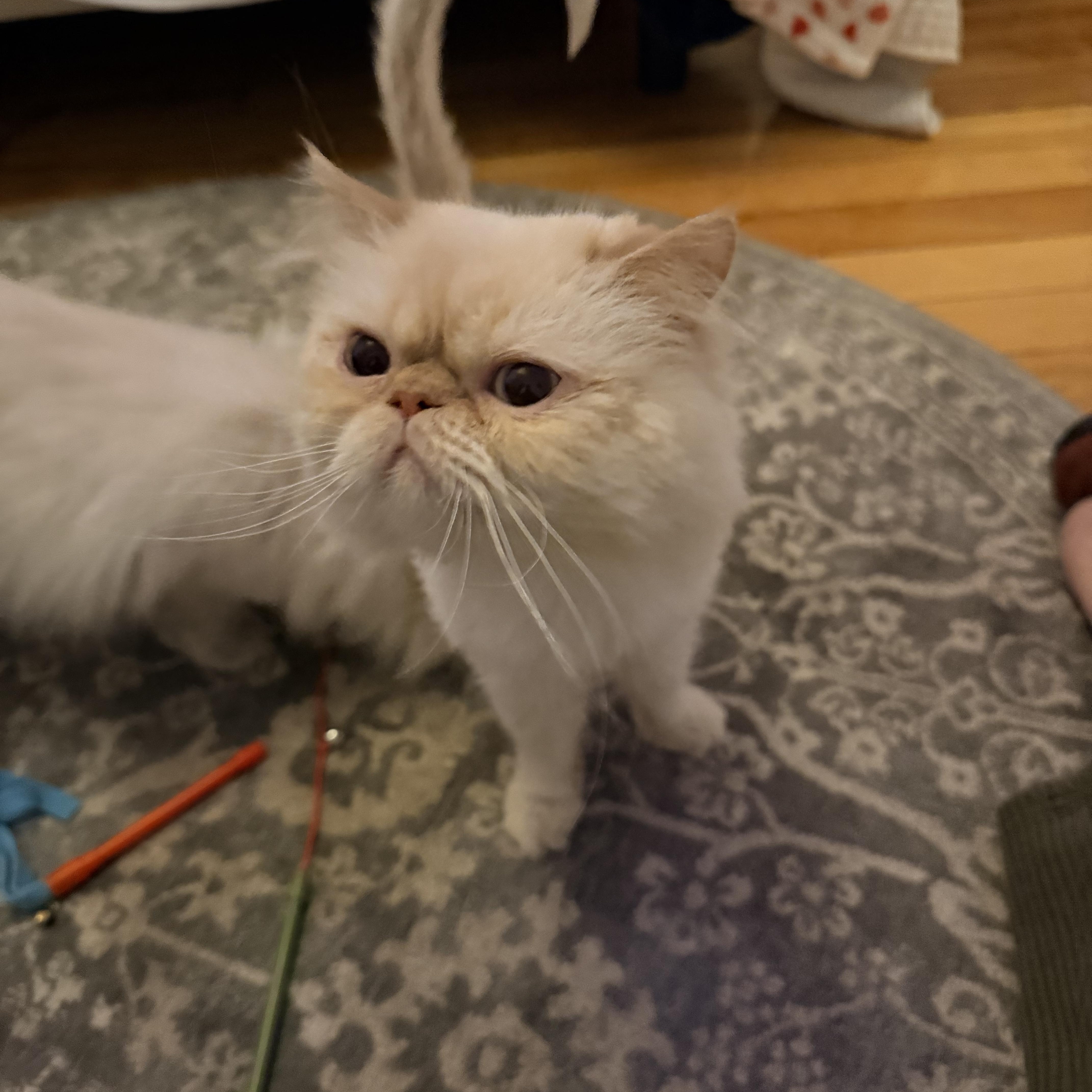 Nimbus, adopted, Adult Male Himalayan.