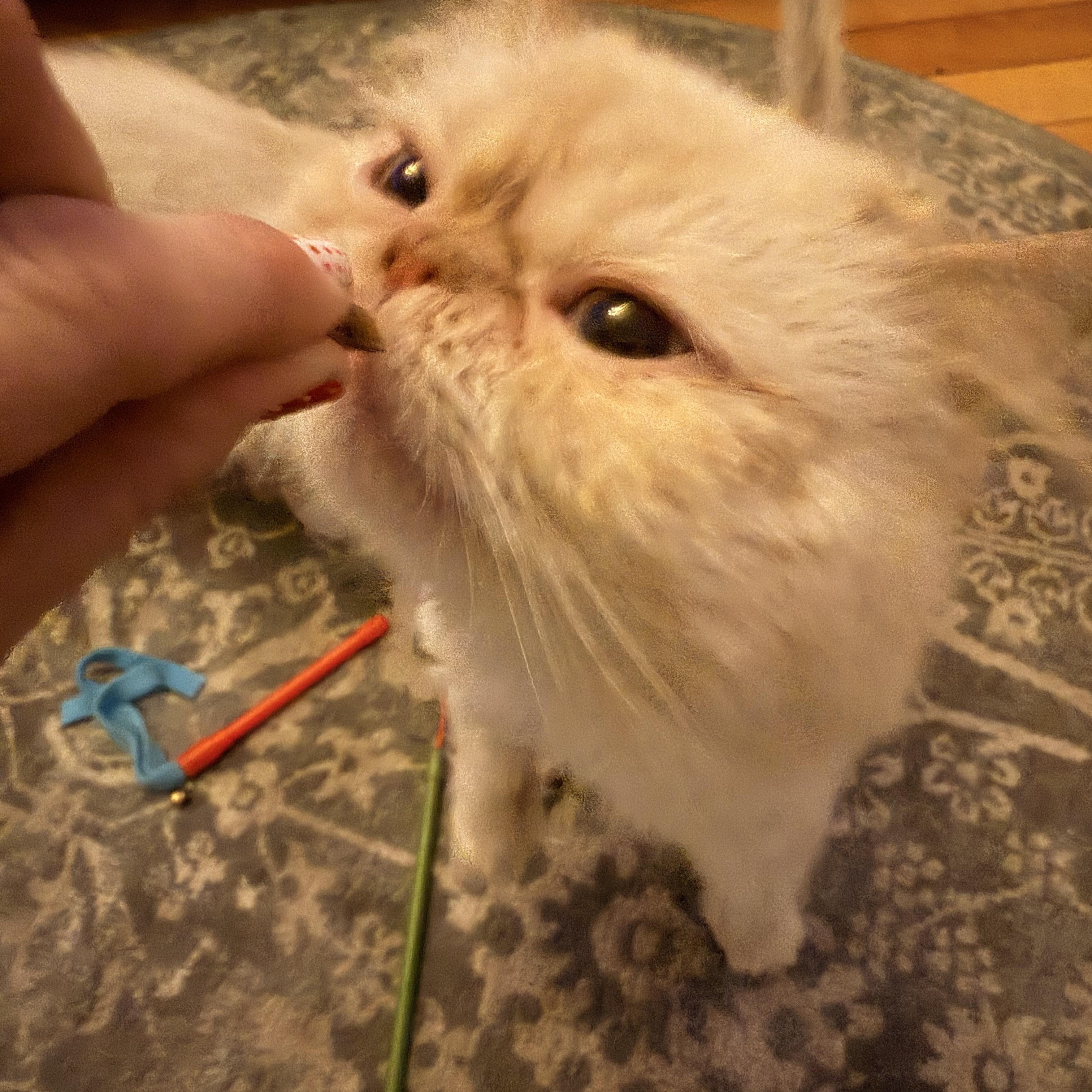 Enlarge Nimbus, an adopted Himalayan in Medford, MA image 3/5
