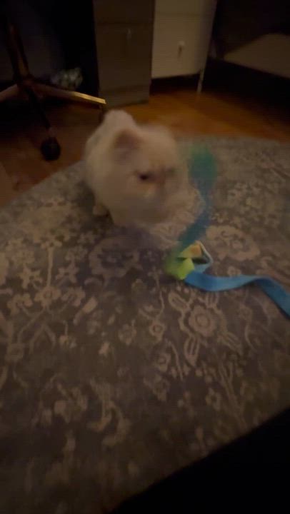 Enlarge Nimbus, an adopted Himalayan in Medford, MA video 4/5