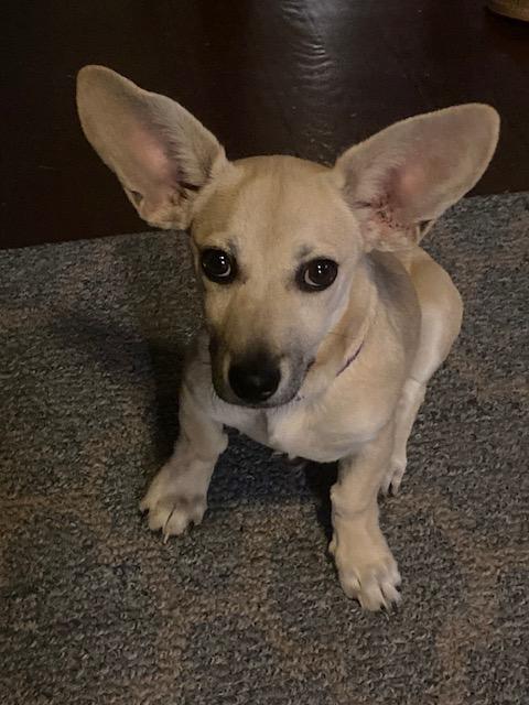 Wynon, a ADOPTABLE mixed breed in Tampa, FL image 2/2