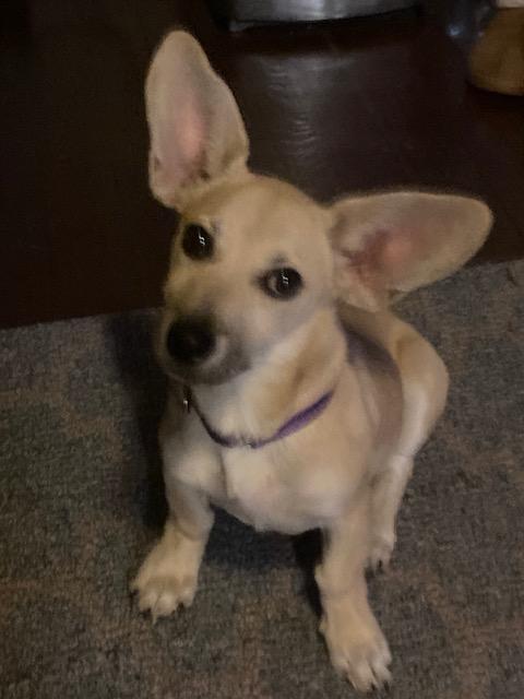 Wynon, ADOPTABLE, Puppy Female Dachshund.