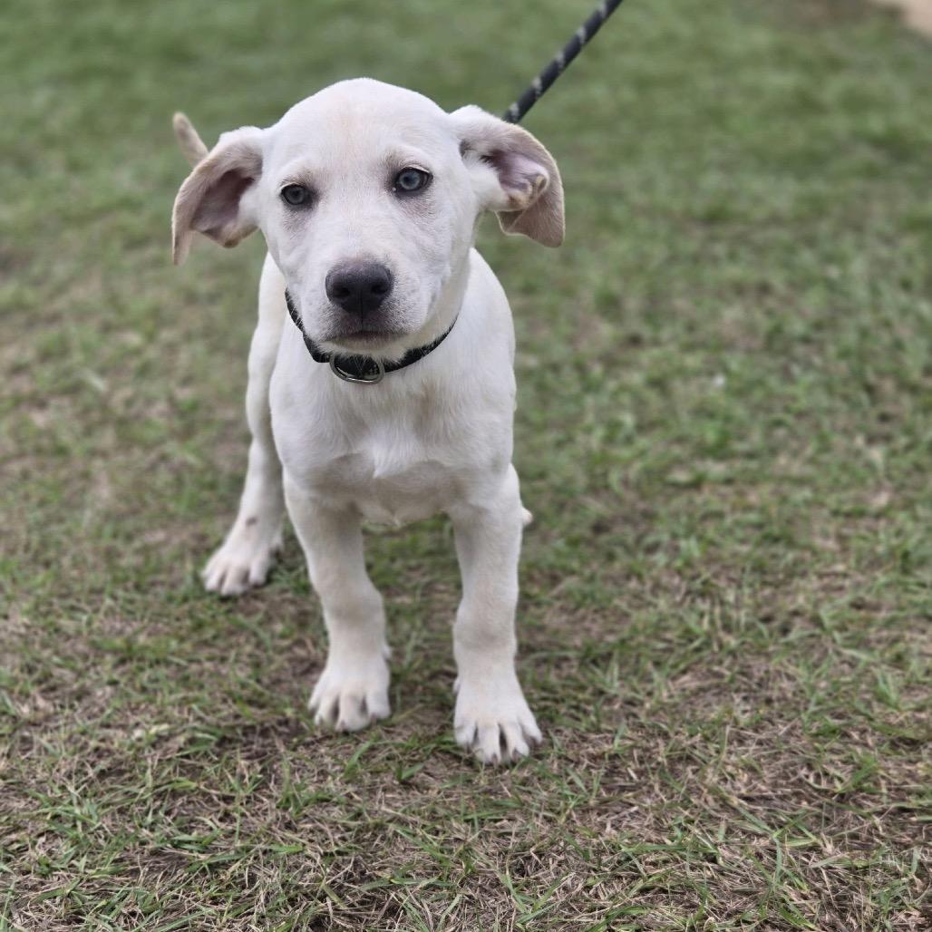 Oyster, a Adoptable mixed breed in Fargo, ND image 1/3