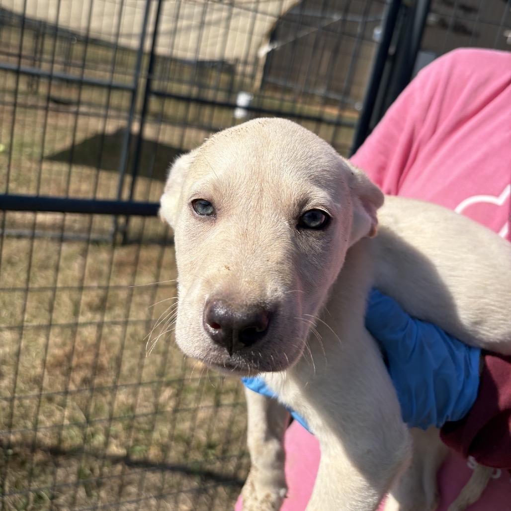 Oyster, a Adoptable mixed breed in Fargo, ND image 2/3