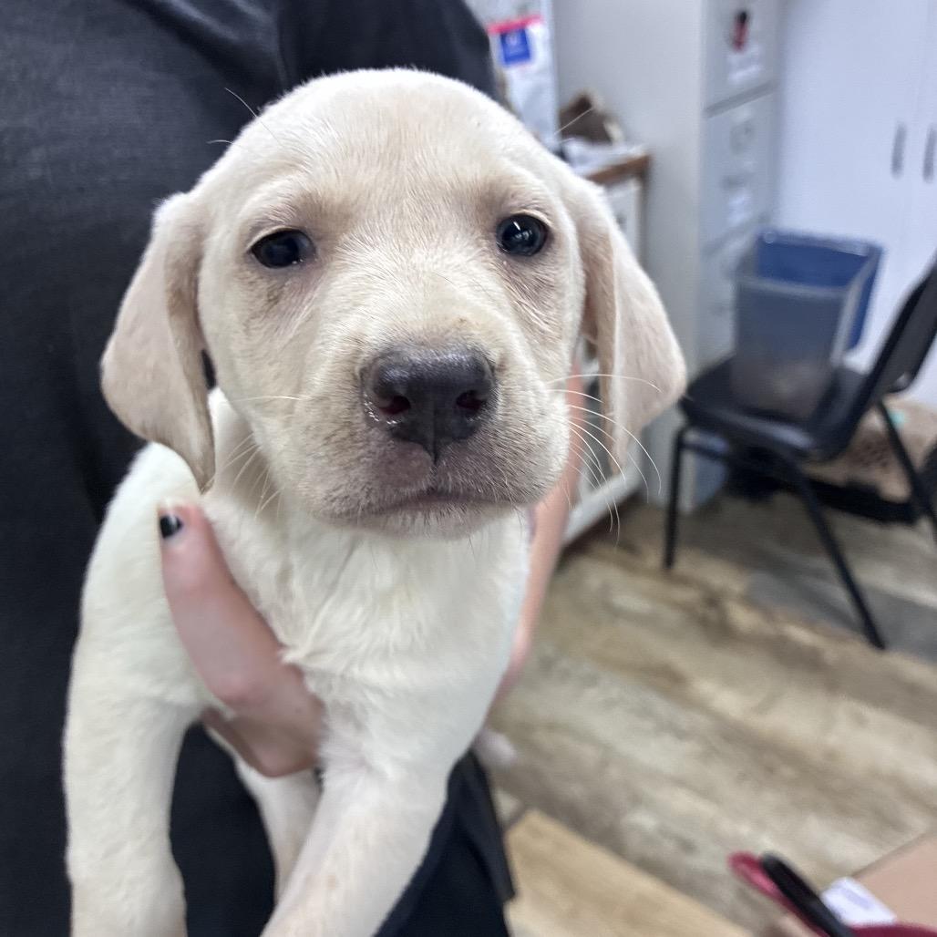Oyster, a Adoptable mixed breed in Fargo, ND image 3/3
