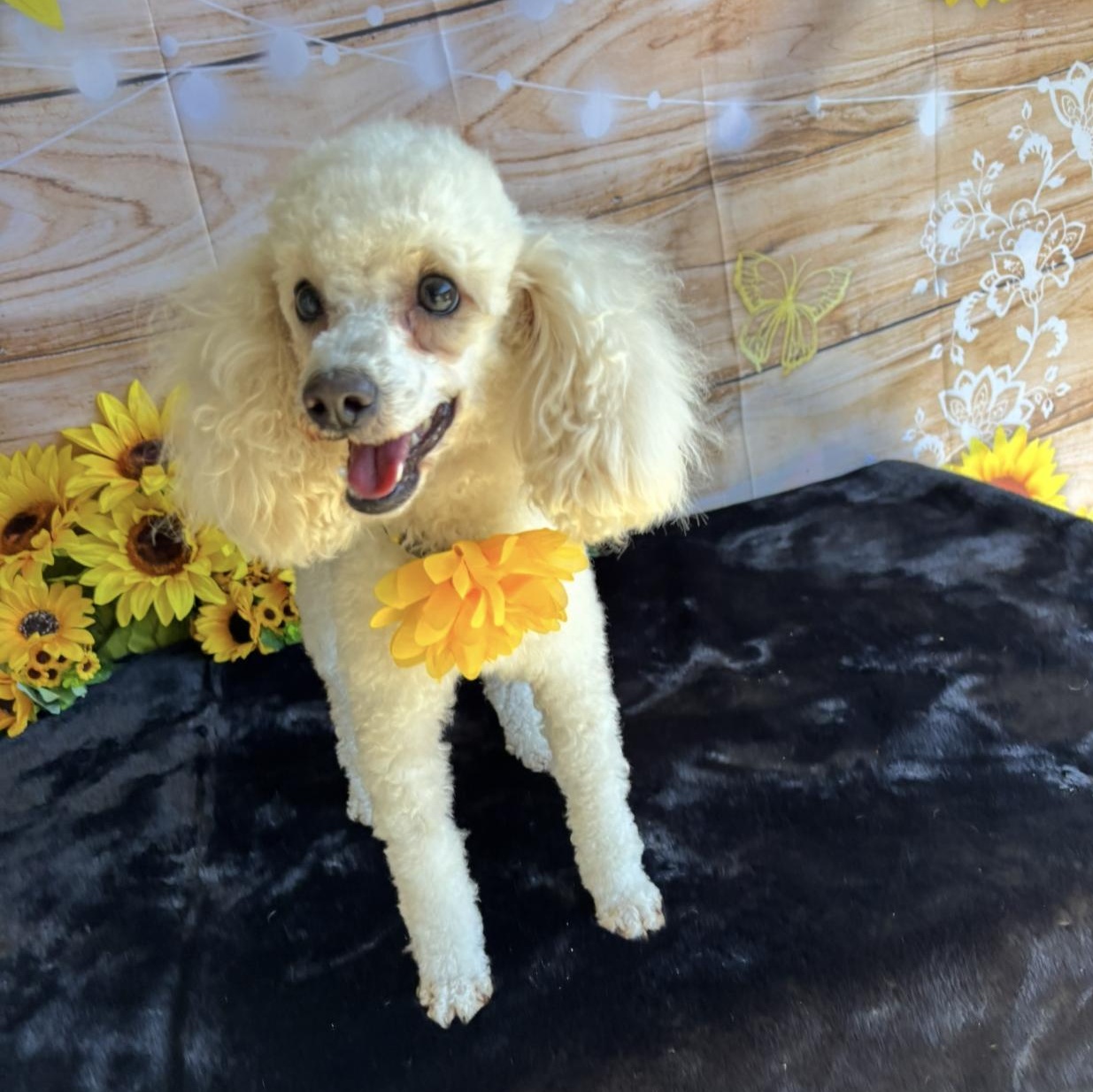 Enlarge Sophie, a Adopted Miniature Poodle in West Hollywood, CA image 6/6