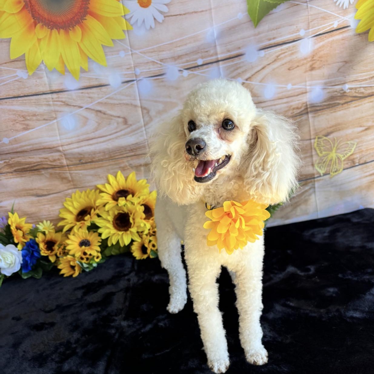 Enlarge Sophie, a Adopted Miniature Poodle in West Hollywood, CA image 3/6