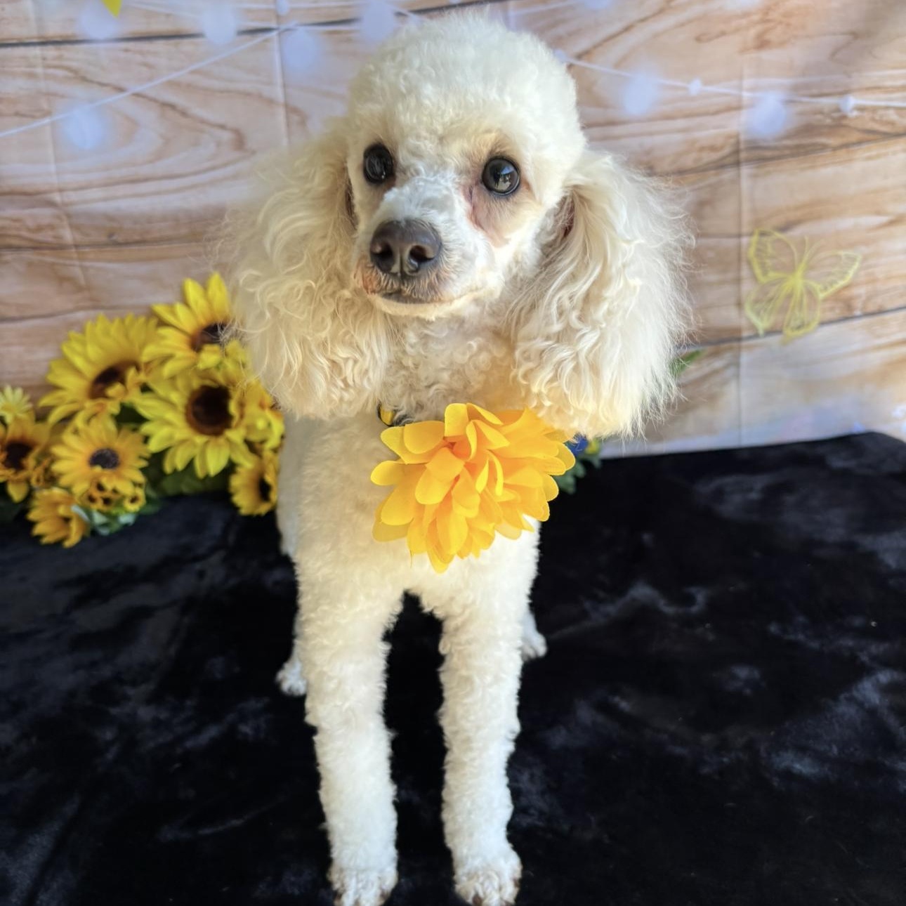 Enlarge Sophie, a Adopted Miniature Poodle in West Hollywood, CA image 2/6