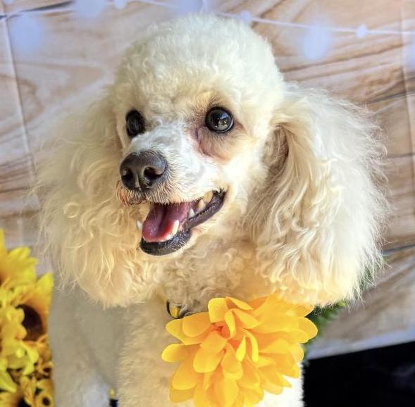 Enlarge Sophie, a Adopted Miniature Poodle in West Hollywood, CA image 1/6