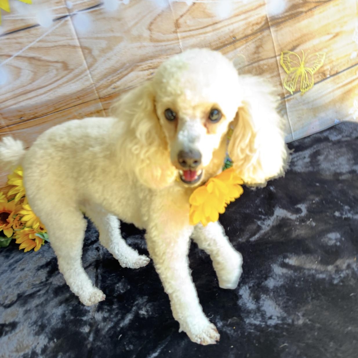 Enlarge Sophie, a Adopted Miniature Poodle in West Hollywood, CA image 5/6