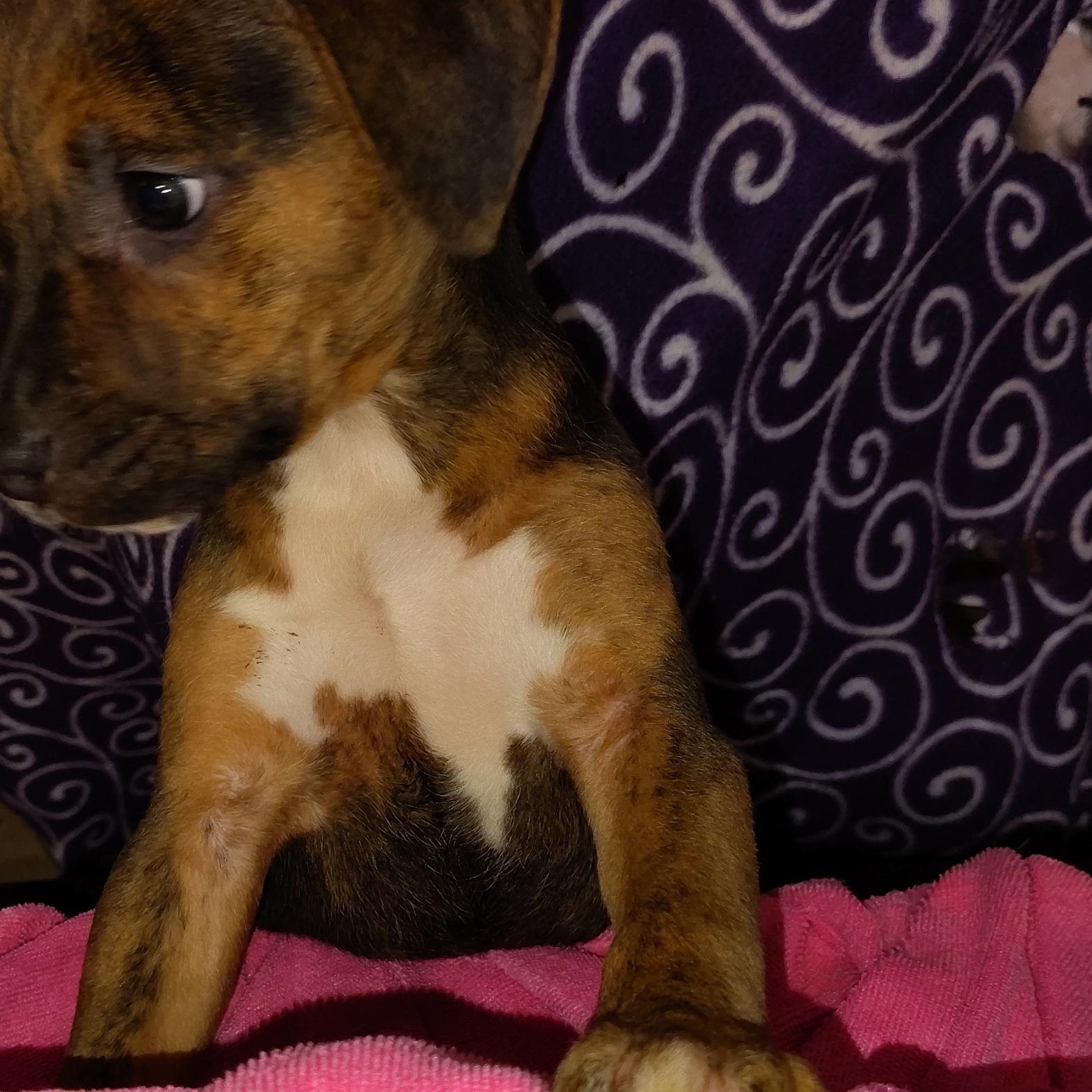 Indy, an adopted mixed breed in Allentown, PA image 3/6