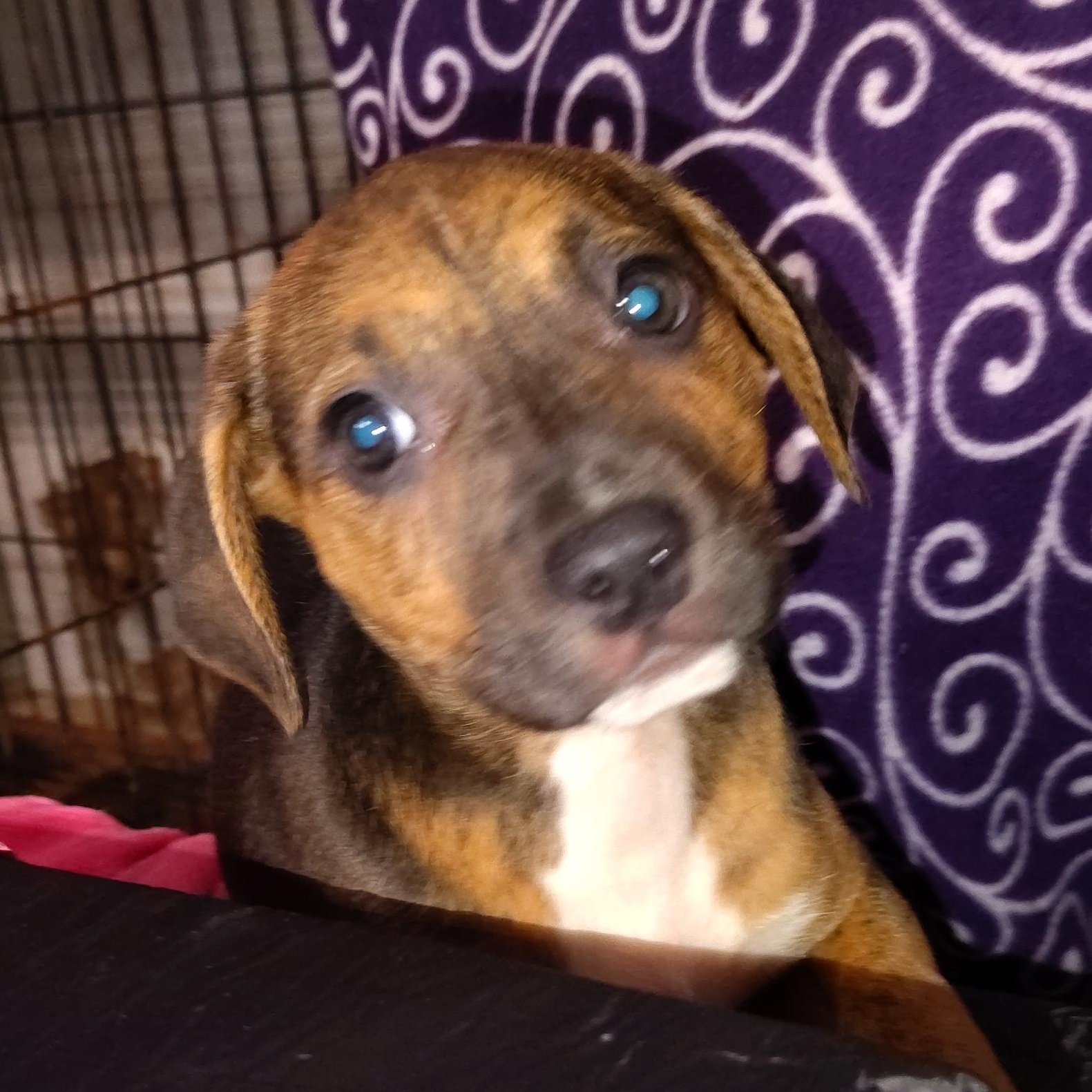 Indy, adopted, Puppy Female Rat Terrier.