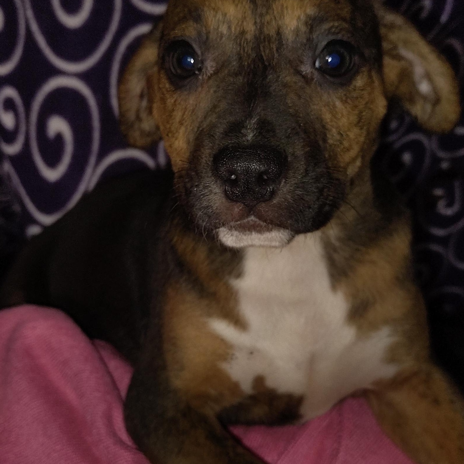 Indy, an adopted mixed breed in Allentown, PA image 5/6