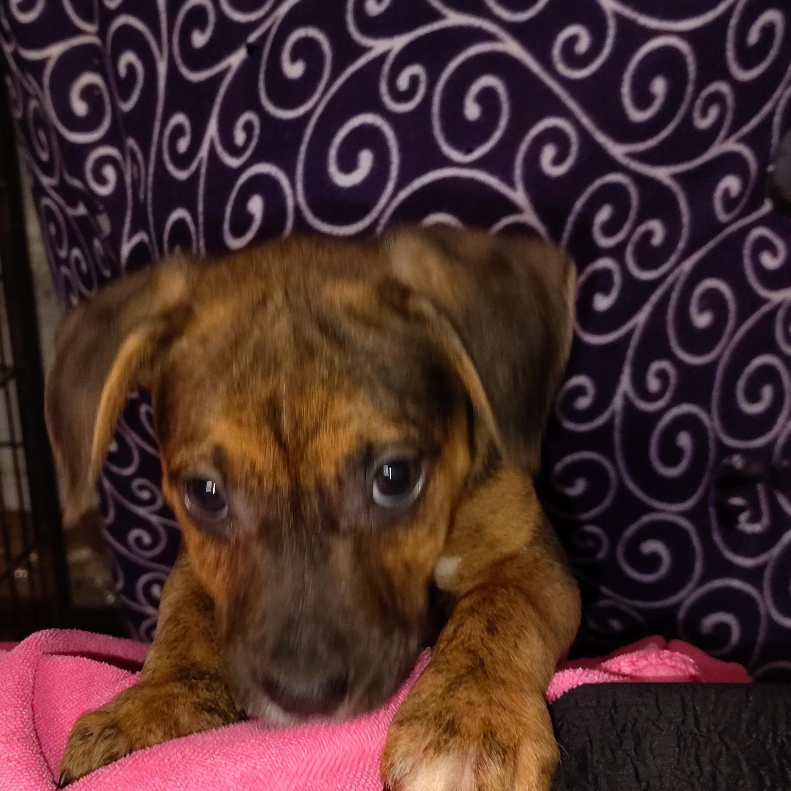 Indy, an adopted mixed breed in Allentown, PA image 2/6