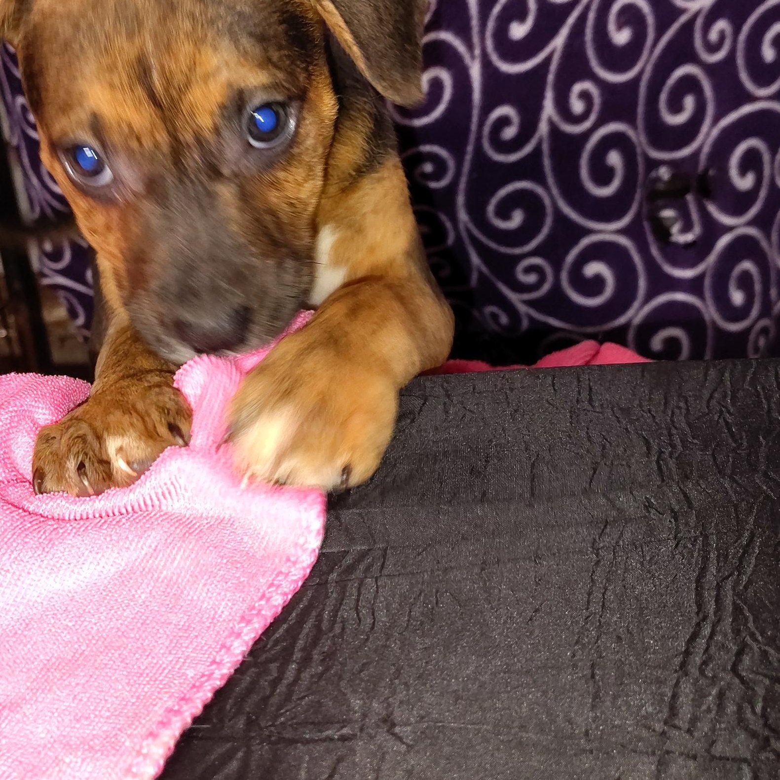 Indy, an adopted mixed breed in Allentown, PA image 4/6
