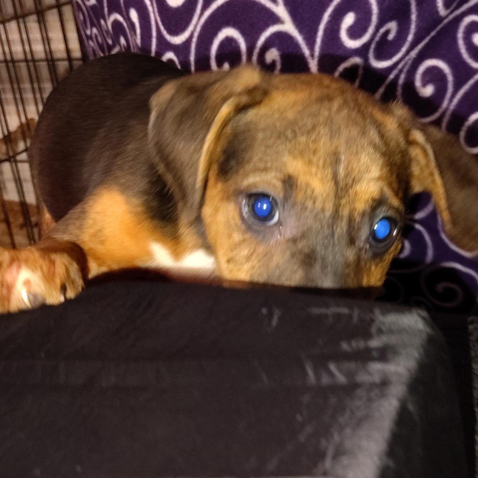 Indy, an adopted mixed breed in Allentown, PA image 6/6