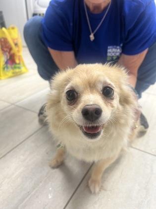 Kody, adopted, Adult Female Australian Shepherd.