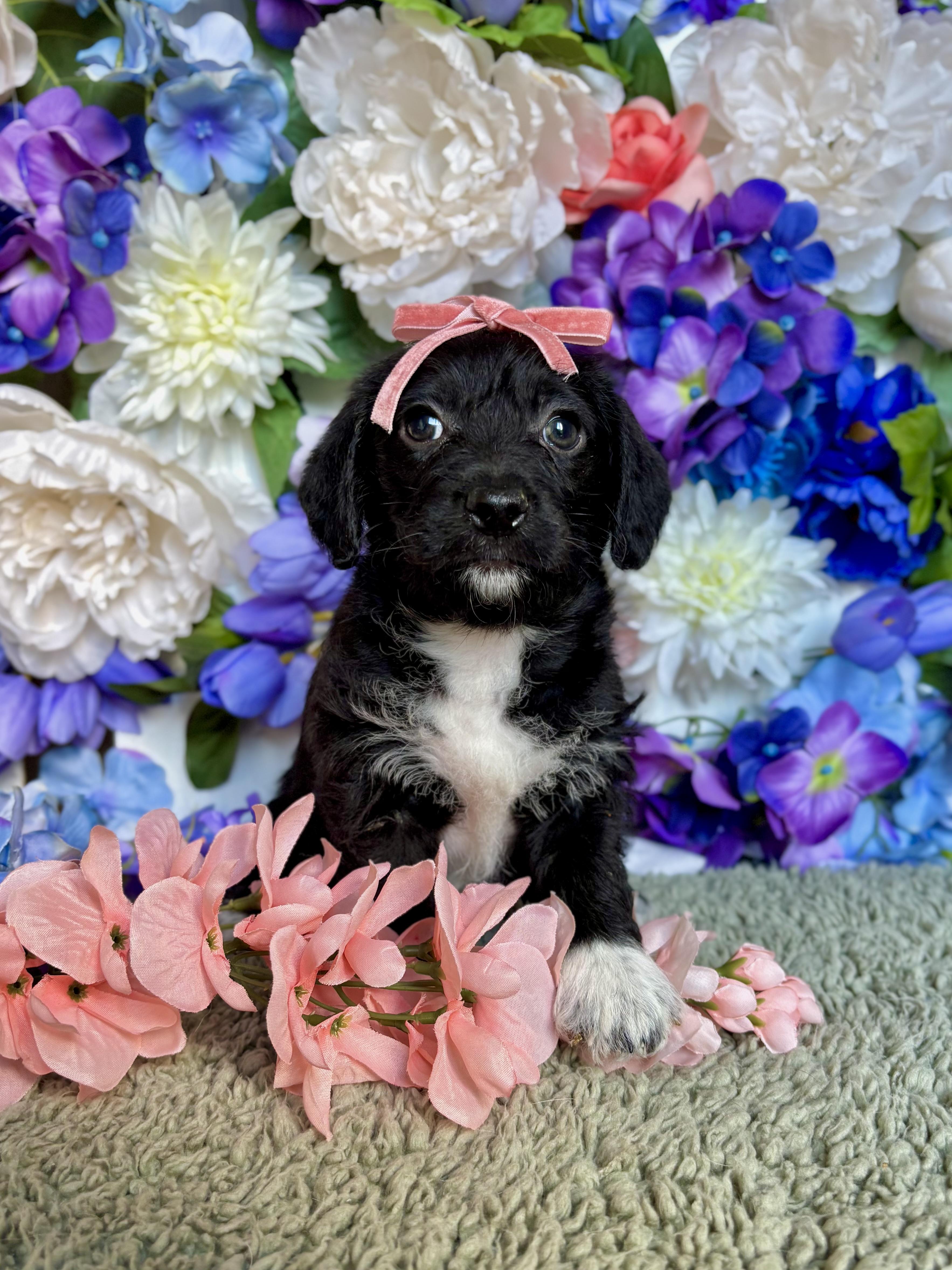 Cappuccino - Coffee Litter, an adopted mixed breed in Benbrook, TX image 4/6