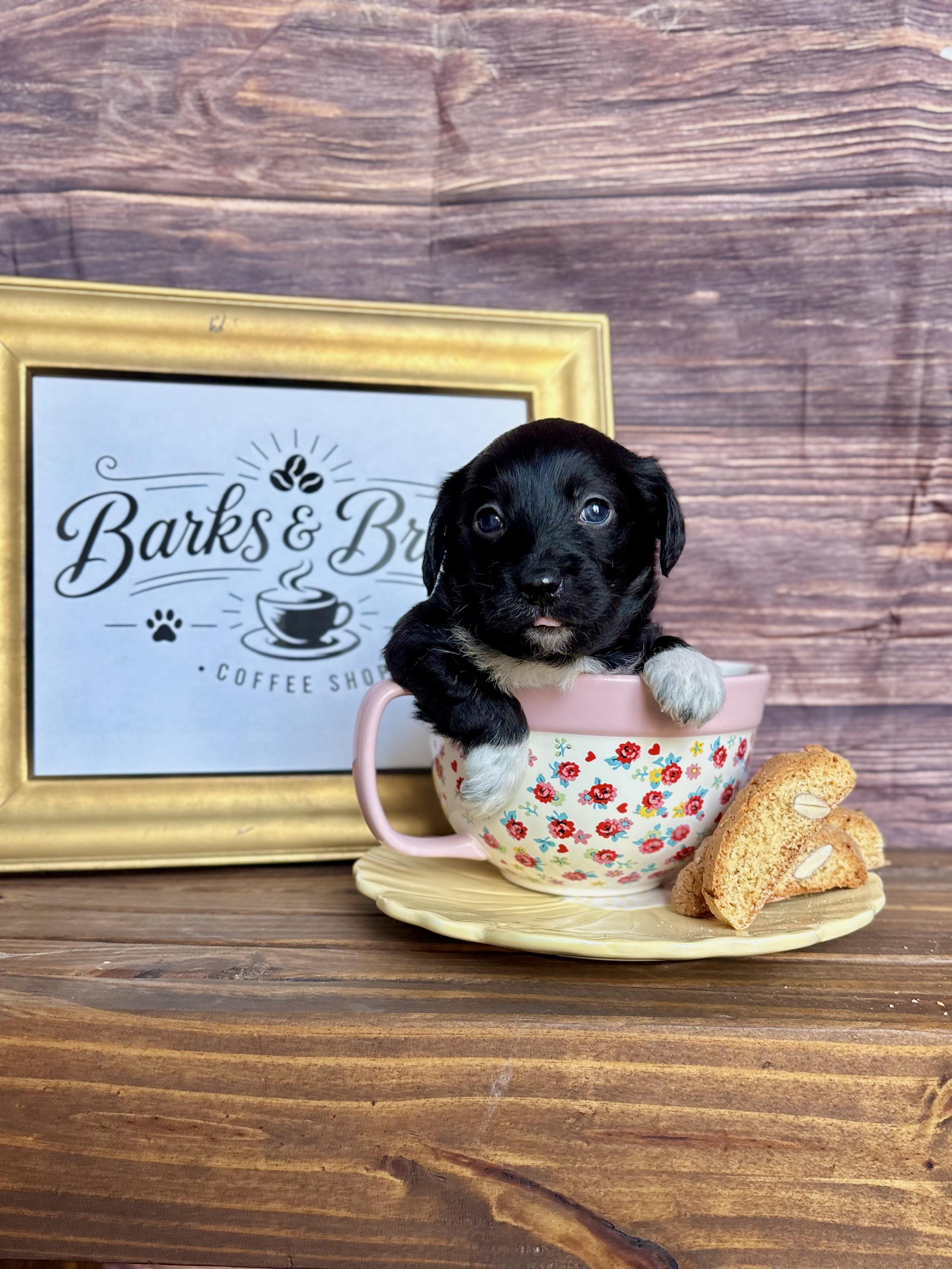 Cappuccino - Coffee Litter, an adopted mixed breed in Benbrook, TX image 3/6