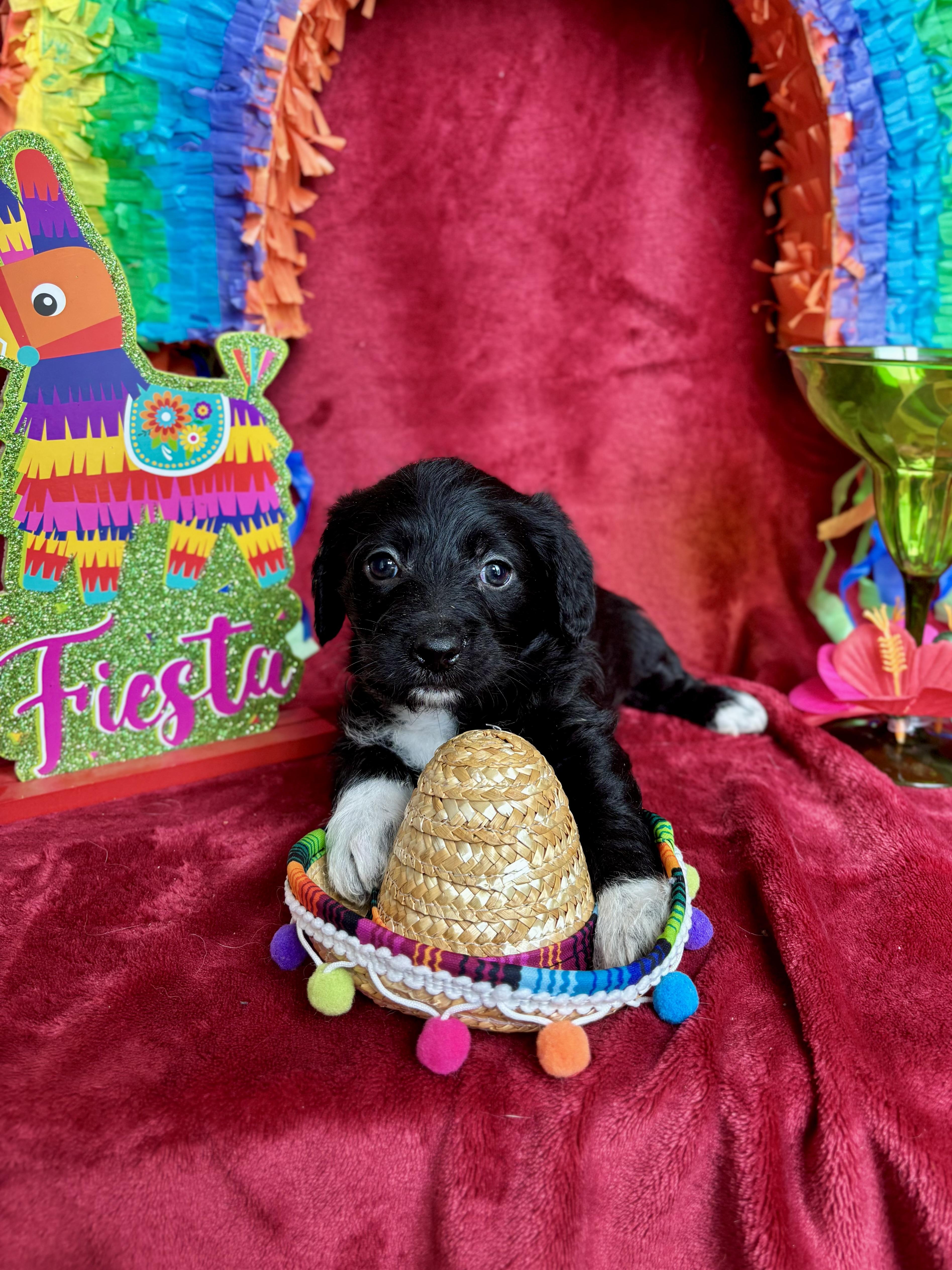 Cappuccino - Coffee Litter, an adopted mixed breed in Benbrook, TX image 2/6