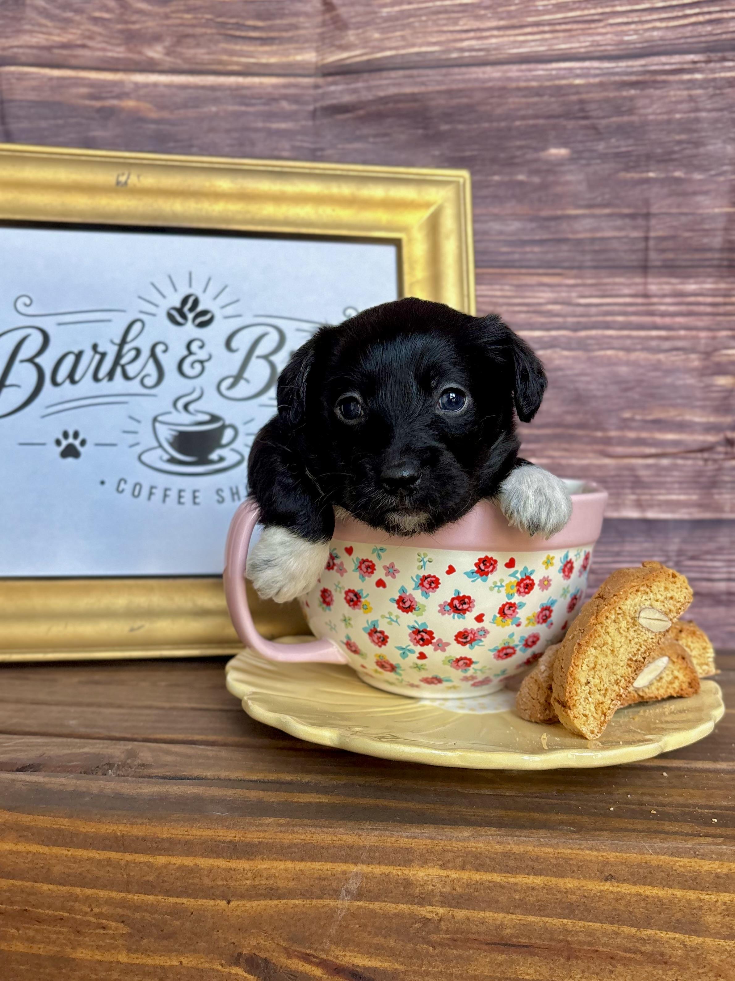 Cappuccino - Coffee Litter, an adopted mixed breed in Benbrook, TX image 6/6