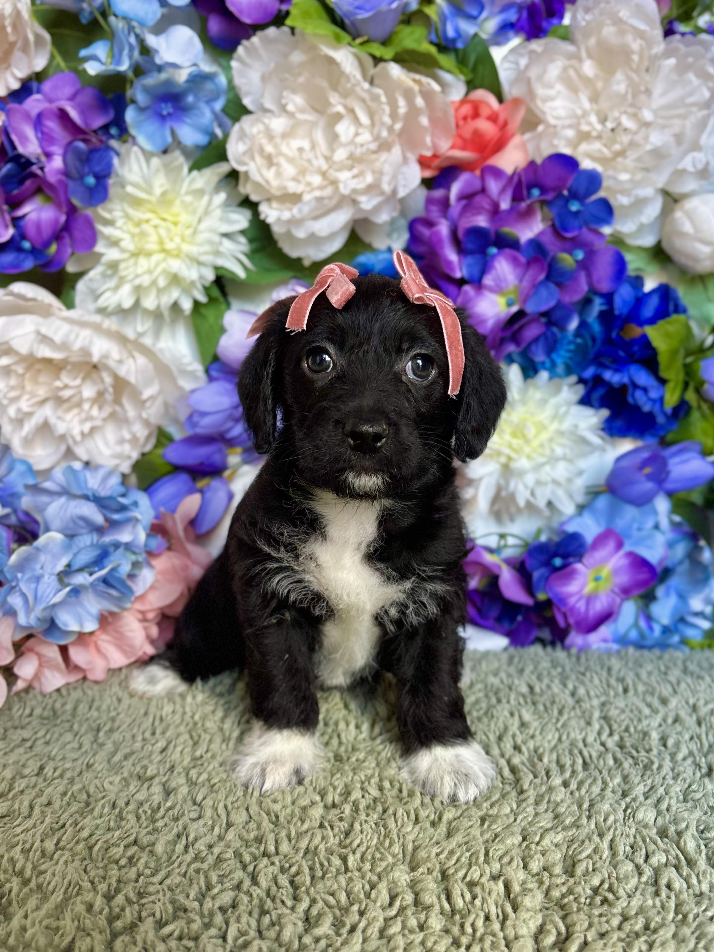 Cappuccino - Coffee Litter, adopted, Puppy Female Maltese & Miniature Poodle.