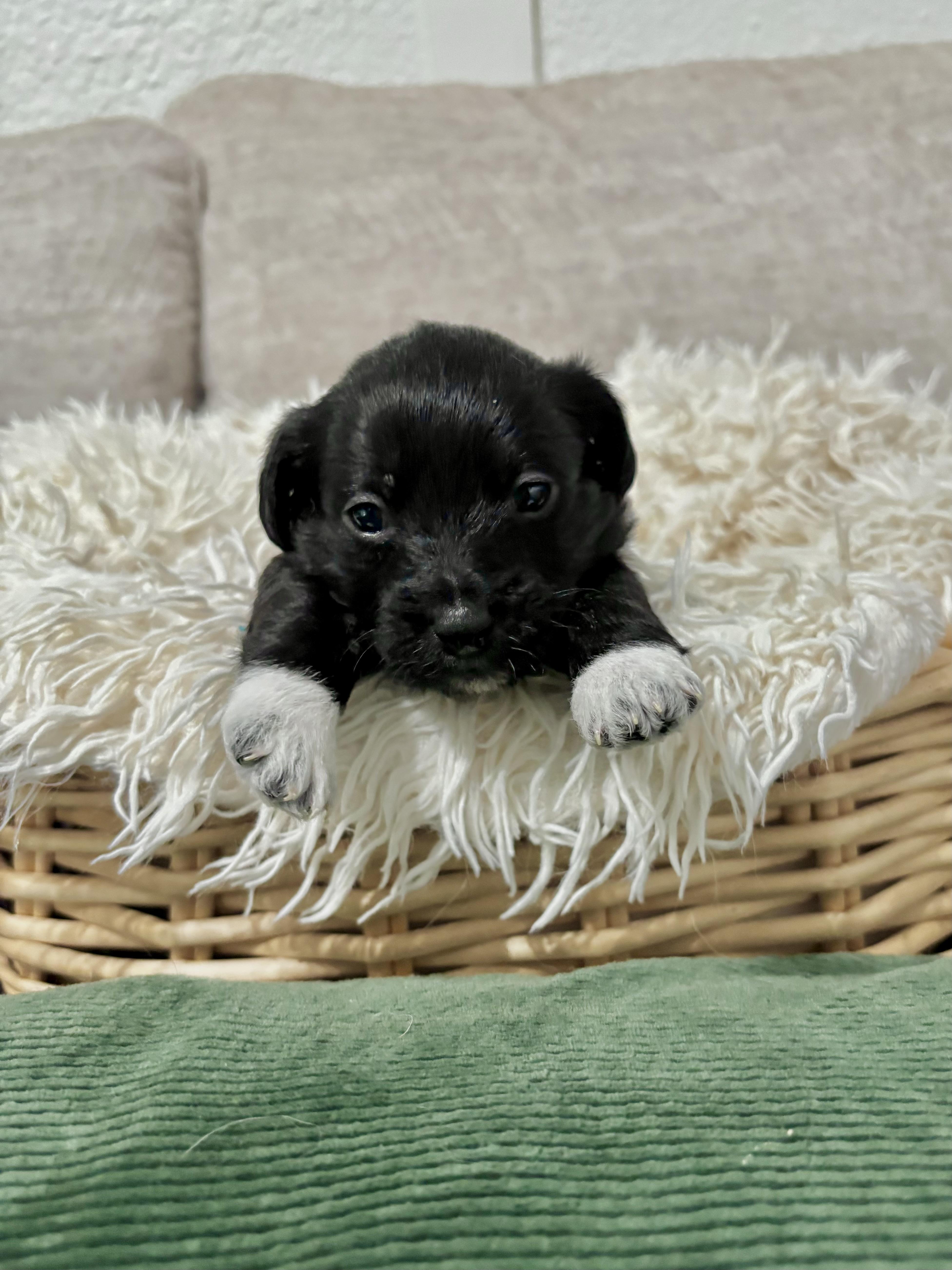 Cappuccino - Coffee Litter, an adopted mixed breed in Benbrook, TX image 5/6