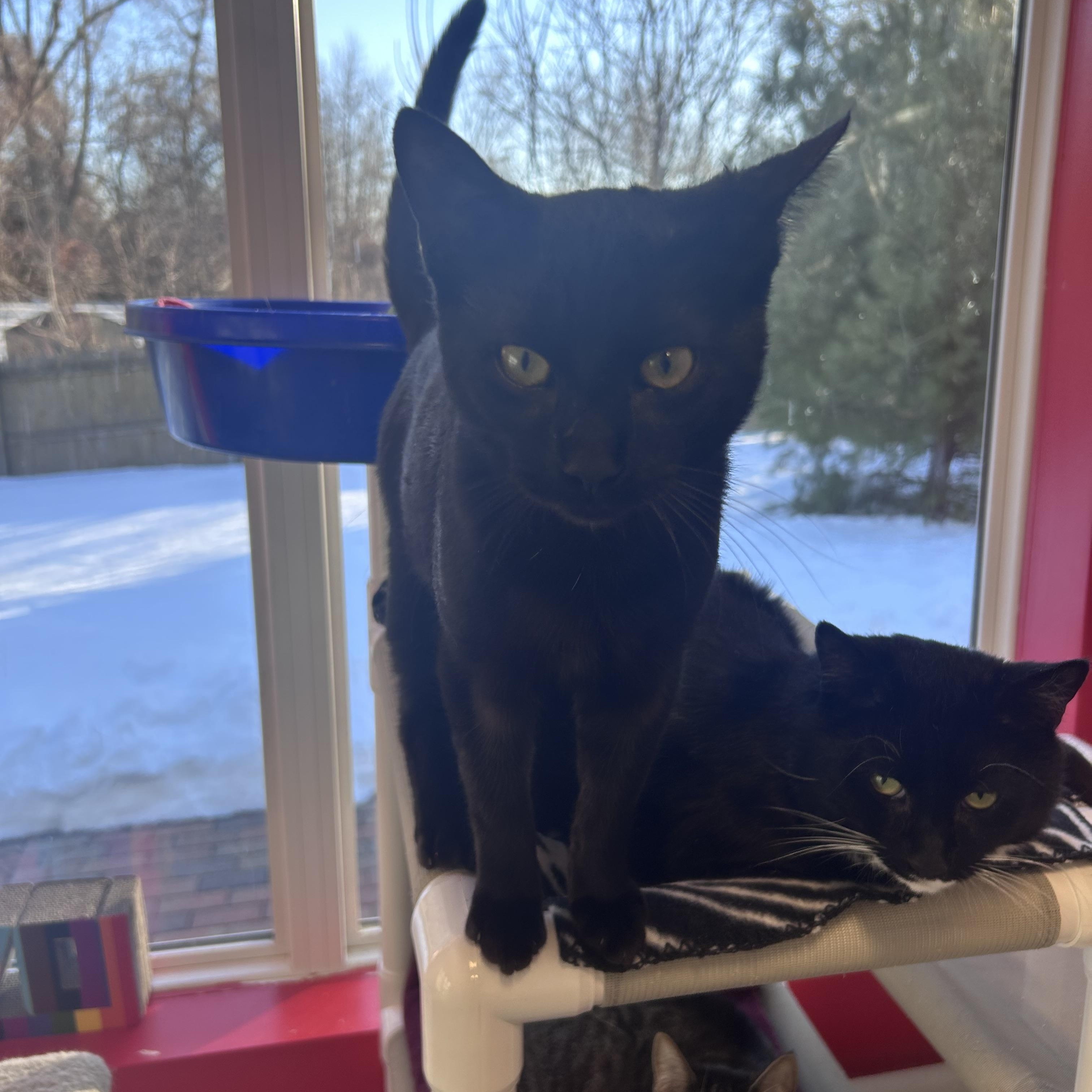 Enlarge Spatula, an adopted Domestic Short Hair in North Haven, CT image 2/3