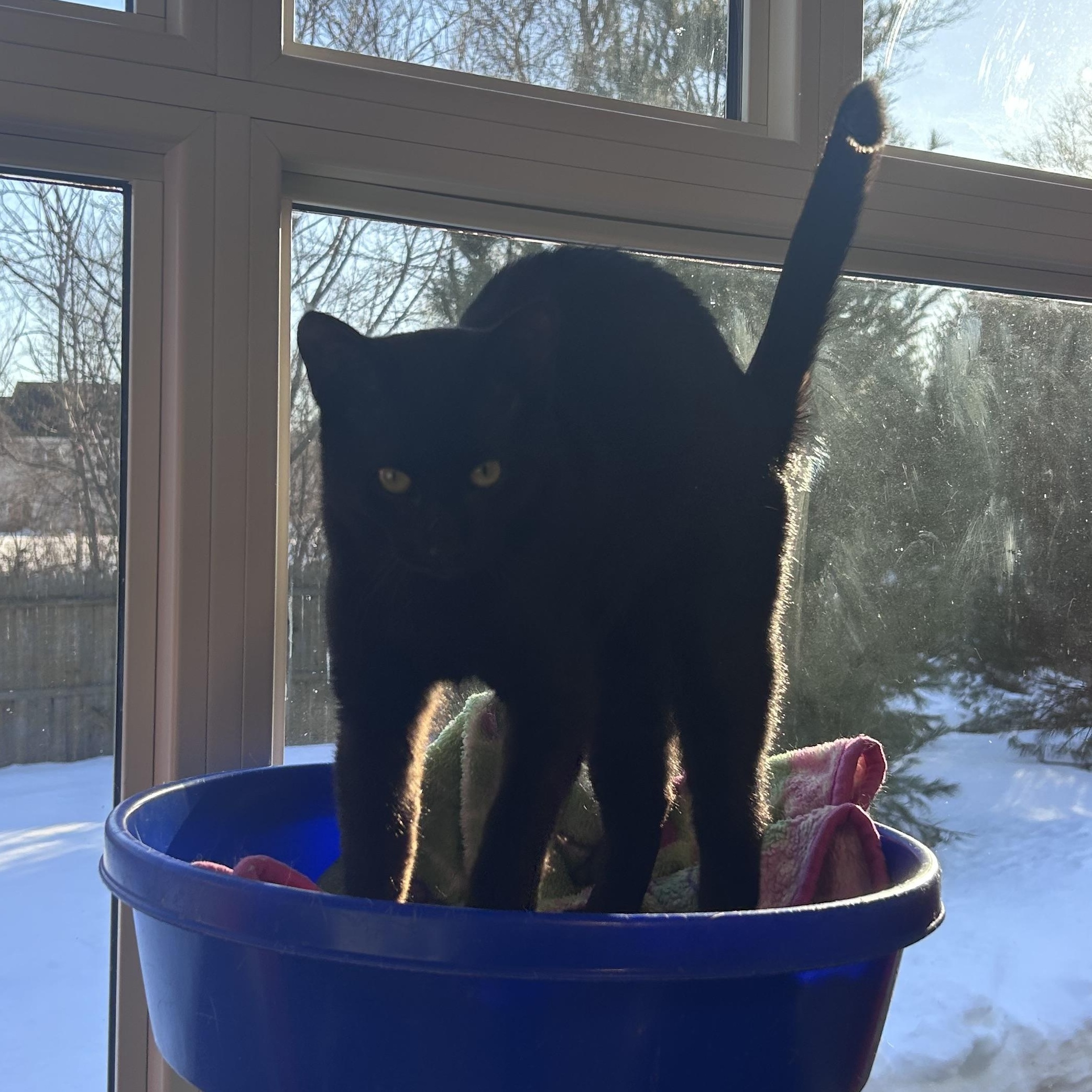 Enlarge Spatula, an adopted Domestic Short Hair in North Haven, CT image 3/3