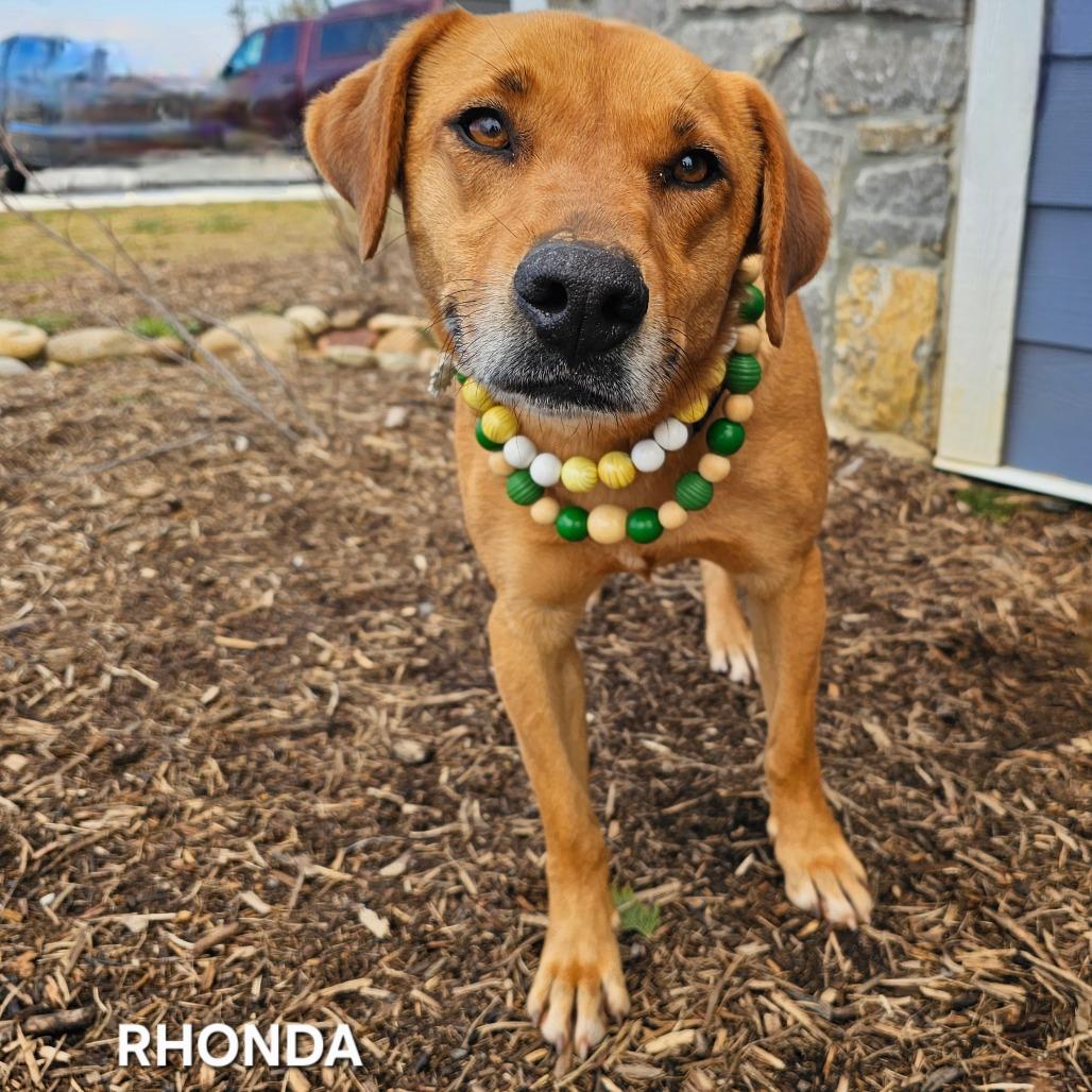 Enlarge Rhonda (Copper), a Adoptable mixed breed in Madisonville, TN image 1/2