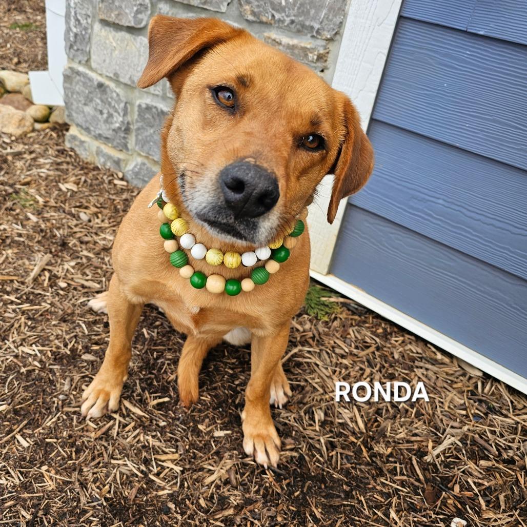 Enlarge Rhonda (Copper), a Adoptable mixed breed in Madisonville, TN image 2/2