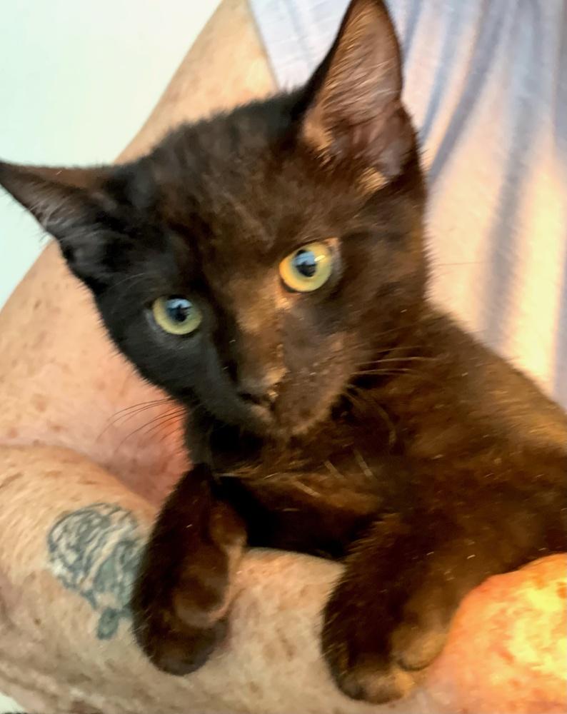 Enlarge Kelsey Ballerini, a Adoptable Domestic Short Hair in Hudson, NH image 1/3