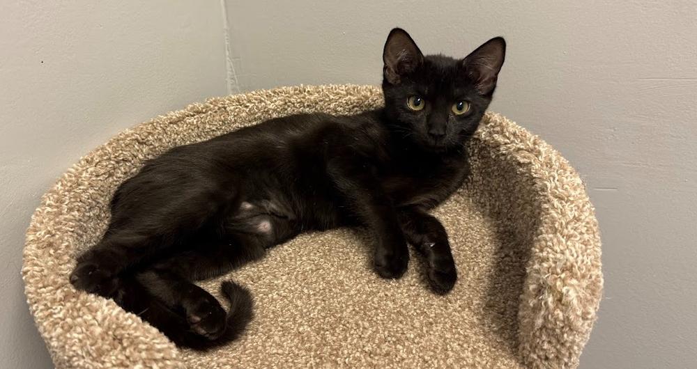 Enlarge Kelsey Ballerini, a Adoptable Domestic Short Hair in Hudson, NH image 2/3