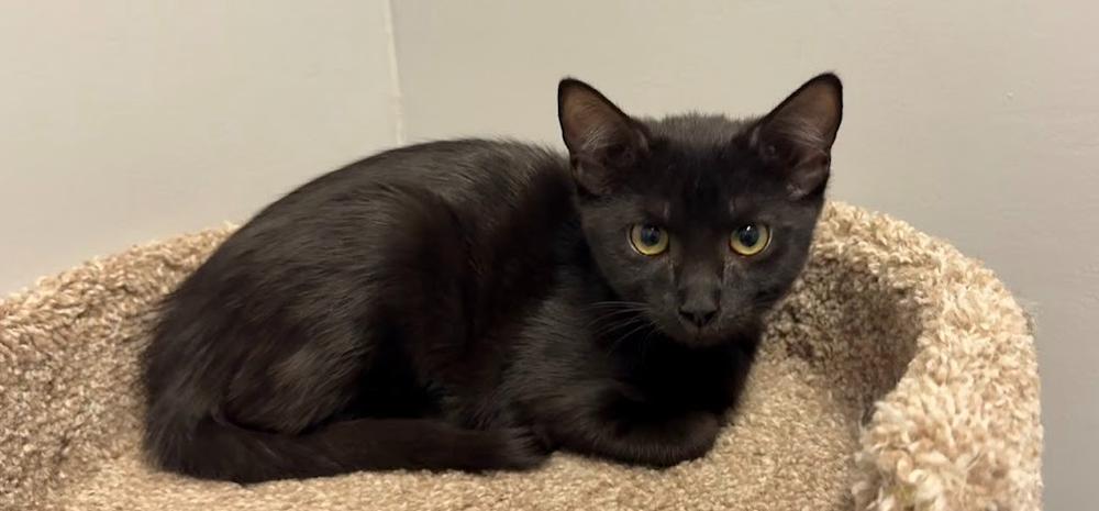 Enlarge Kelsey Ballerini, a Adoptable Domestic Short Hair in Hudson, NH image 3/3